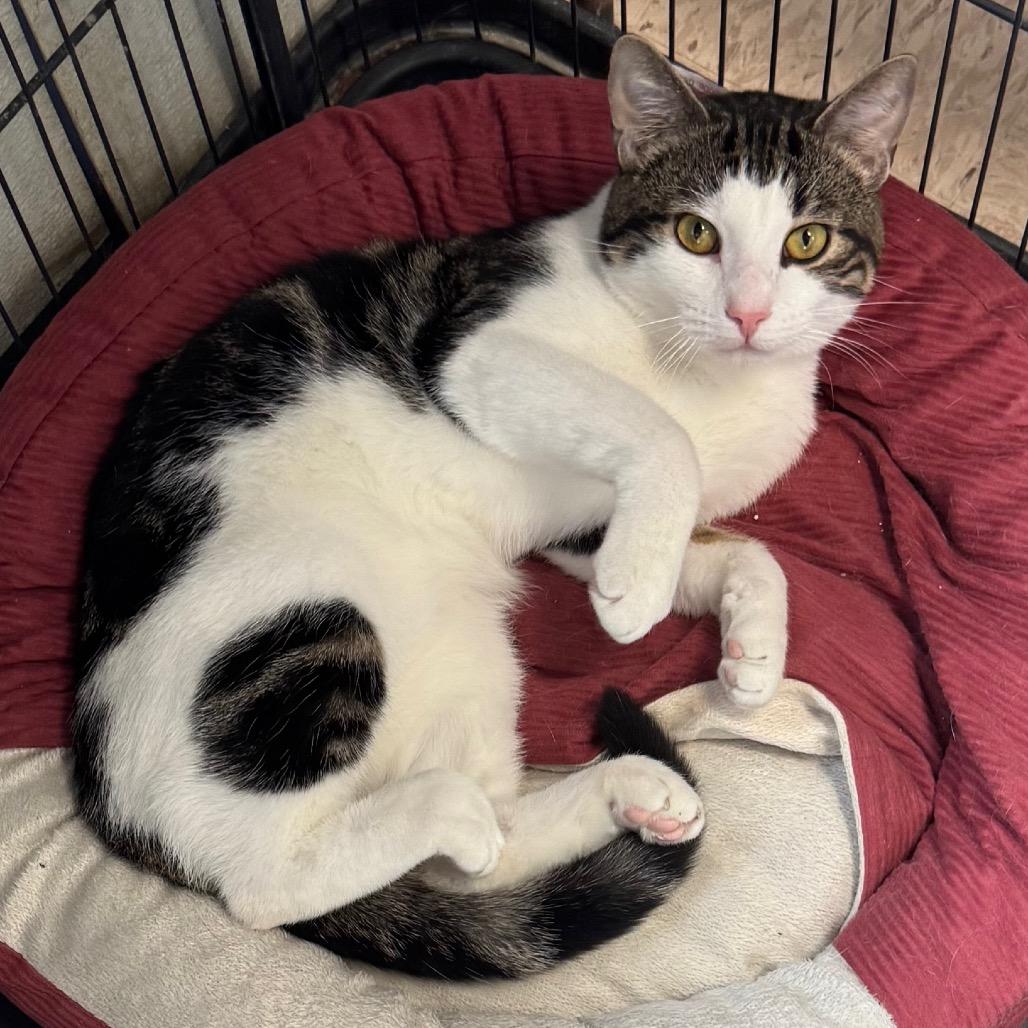 Okie, a Adoptable Domestic Short Hair in Easton, PA image 2/4