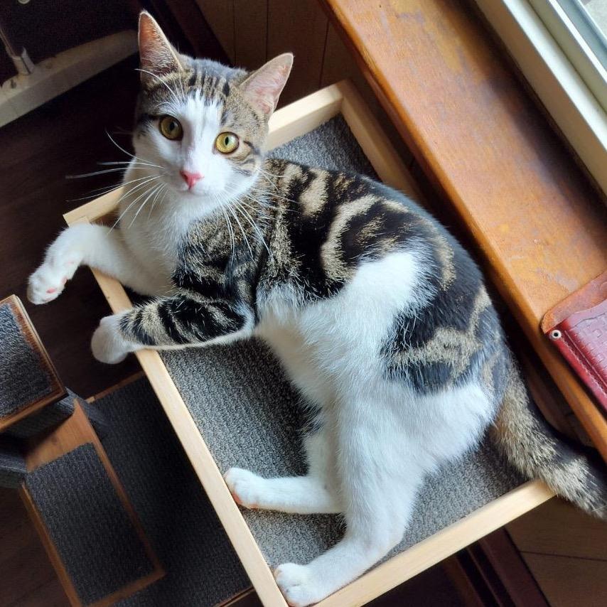 Okie, a Adoptable Domestic Short Hair in Easton, PA image 4/6