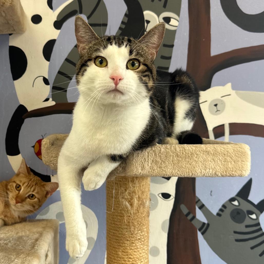 Okie, a Adoptable Domestic Short Hair in Easton, PA image 3/4