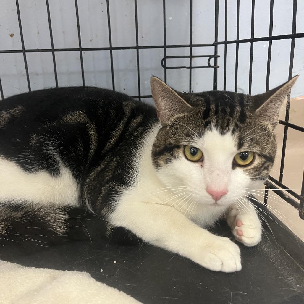 Okie, a Adoptable Domestic Short Hair in Easton, PA image 4/4