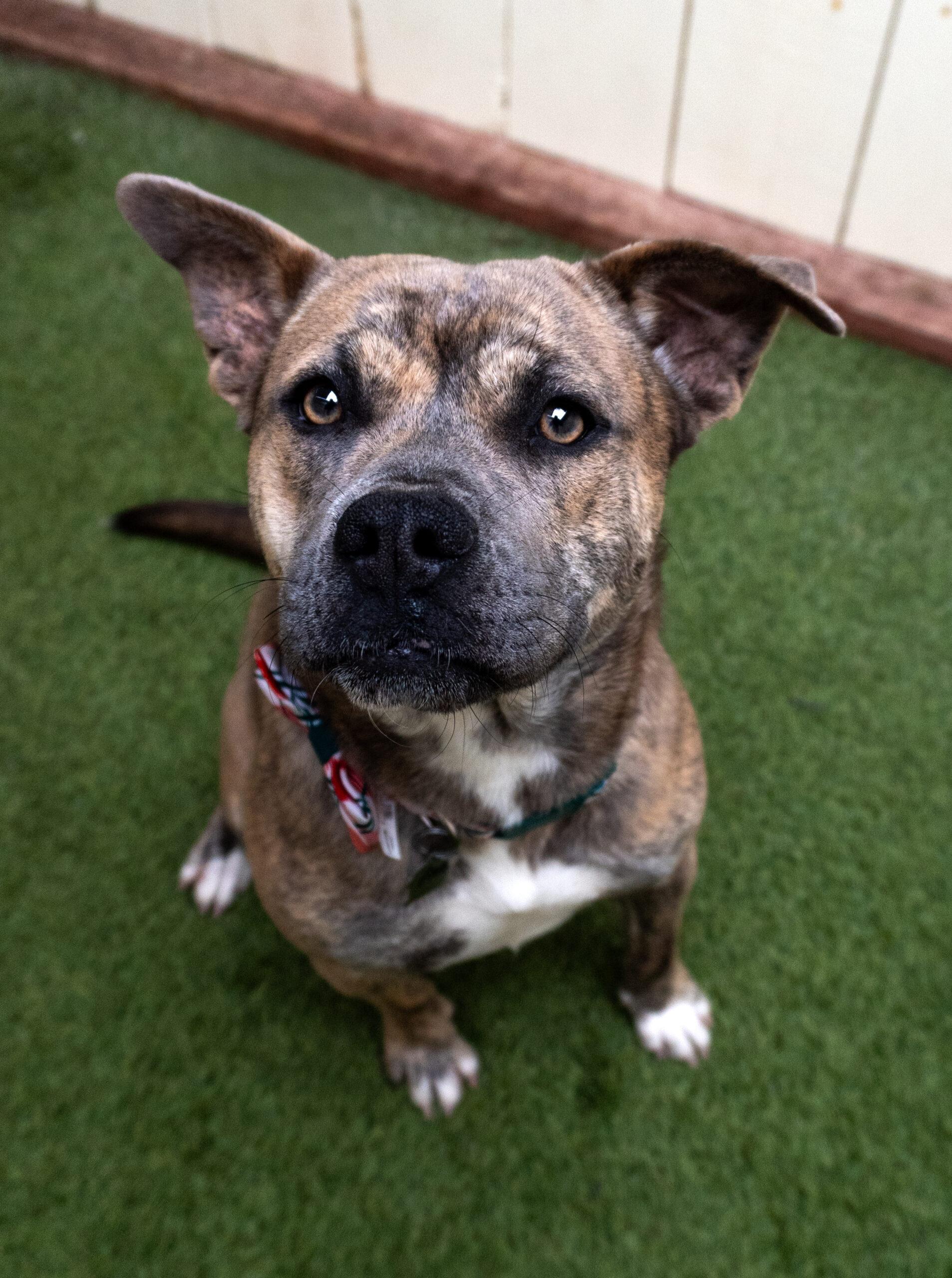 Pinkie, adopted, Young Female Terrier.