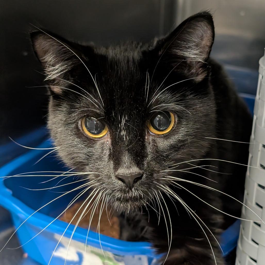 Enlarge Luci, a Adoptable Domestic Short Hair in Spokane, WA image 1/5