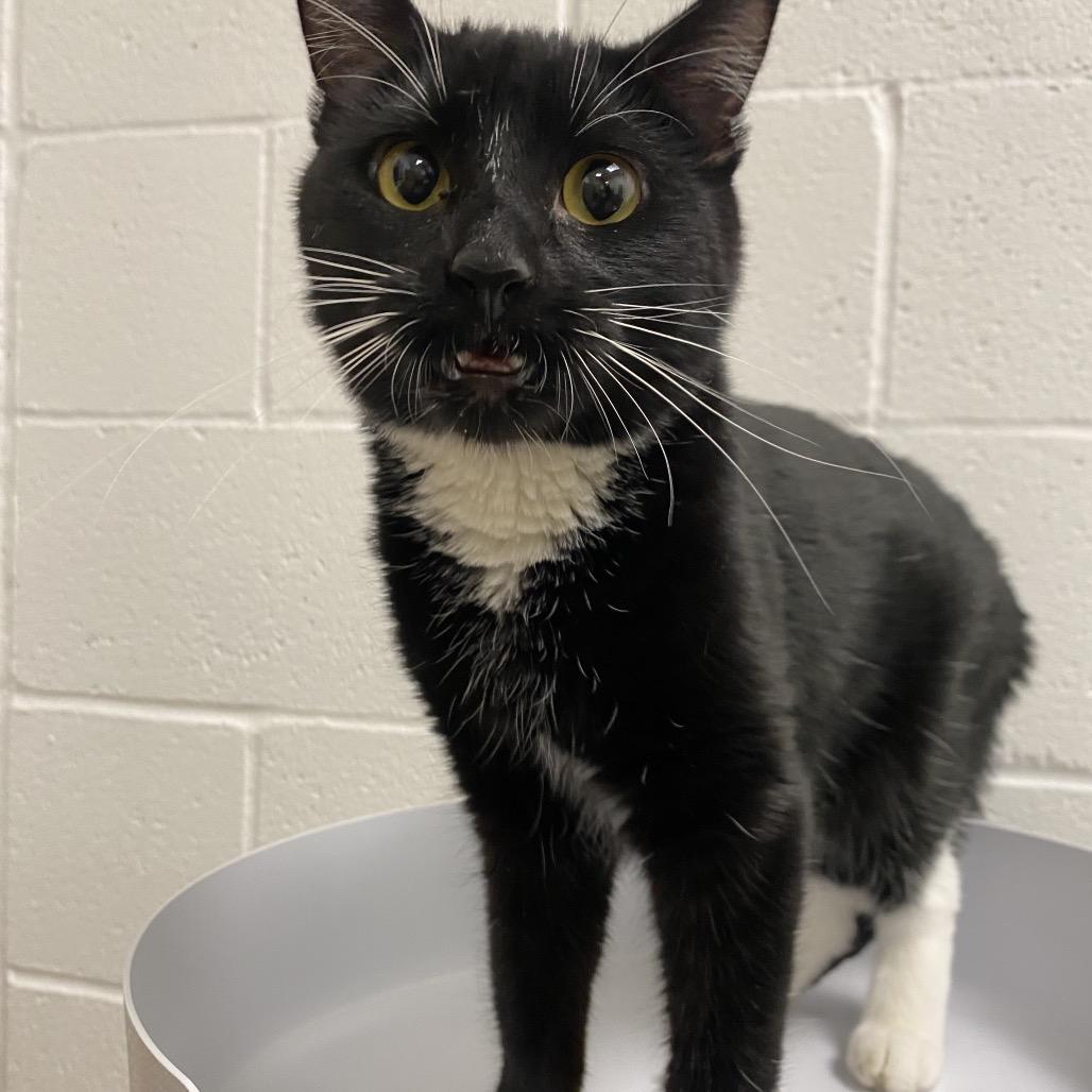 Enlarge Luci, a Adoptable Domestic Short Hair in Spokane, WA image 2/5