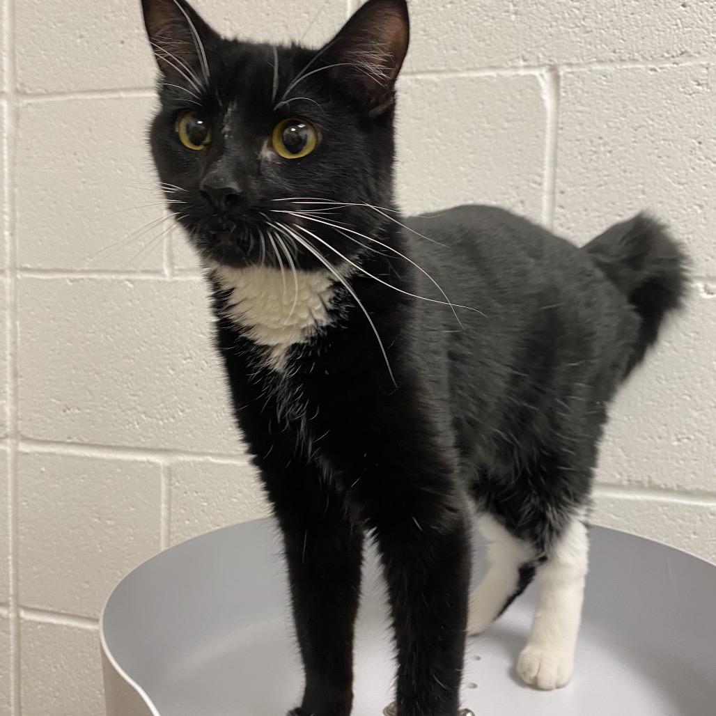 Enlarge Luci, a Adoptable Domestic Short Hair in Spokane, WA image 3/5