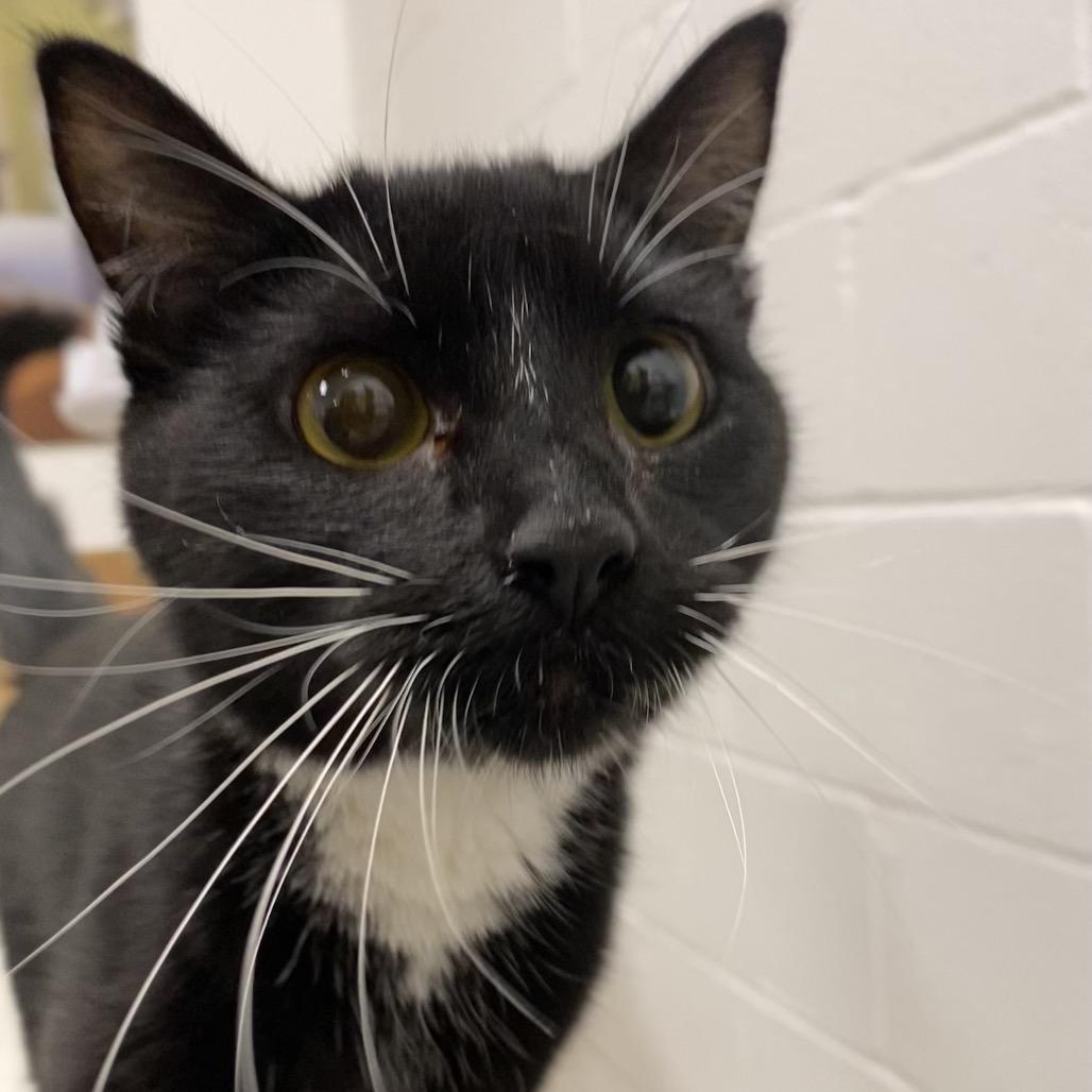 Enlarge Luci, a Adoptable Domestic Short Hair in Spokane, WA image 4/5