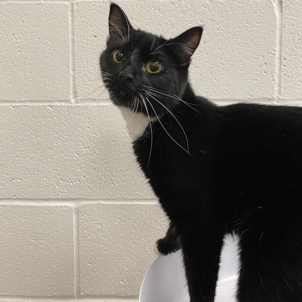 Enlarge Luci, a Adoptable Domestic Short Hair in Spokane, WA image 5/5