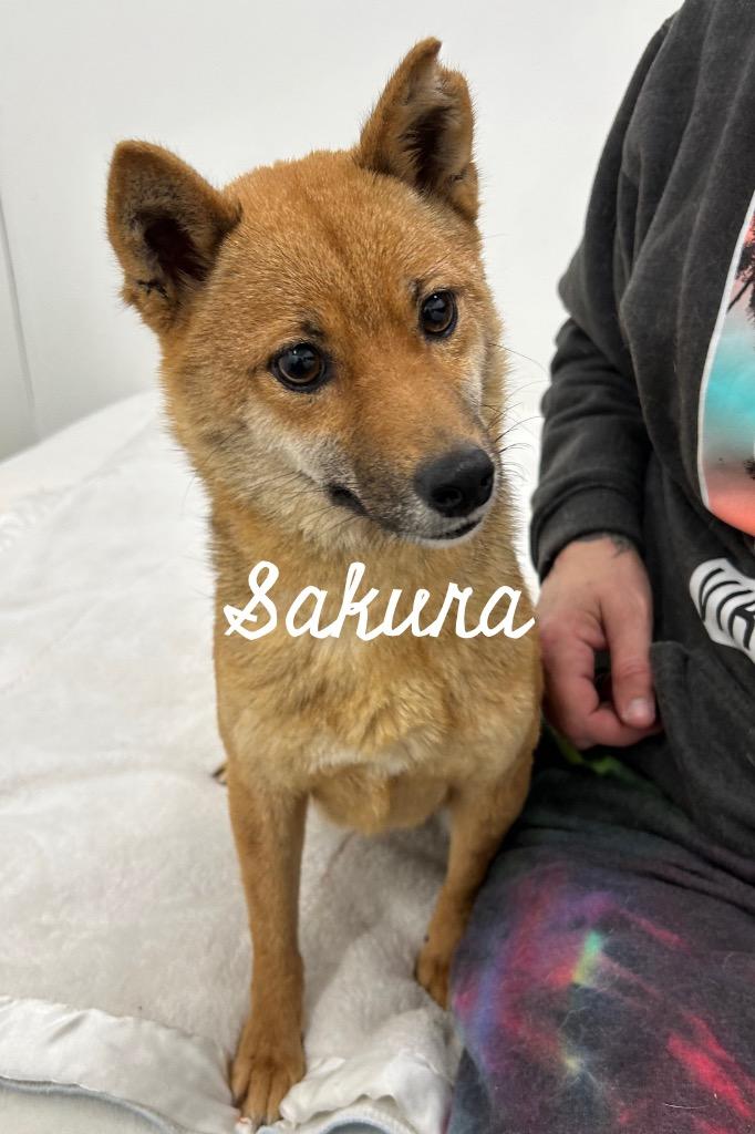 Enlarge Sakura, a Adoptable Shiba Inu in Jacksonville, IL image 1/1