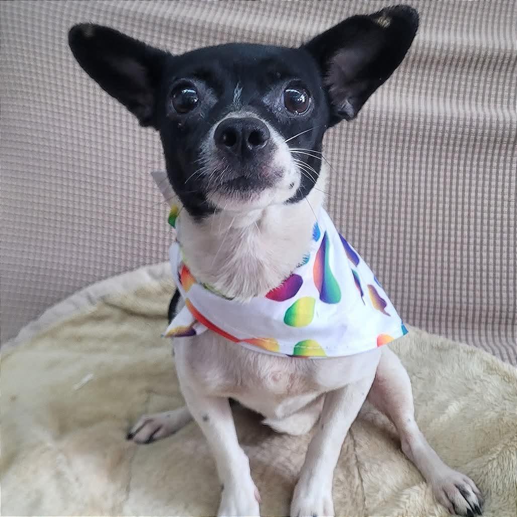 Beatrix in NH. Come Meet our Adoptable Dogs Wednesday-Saturday. More info in Bio, ADOPTABLE, Adult Female Chihuahua.