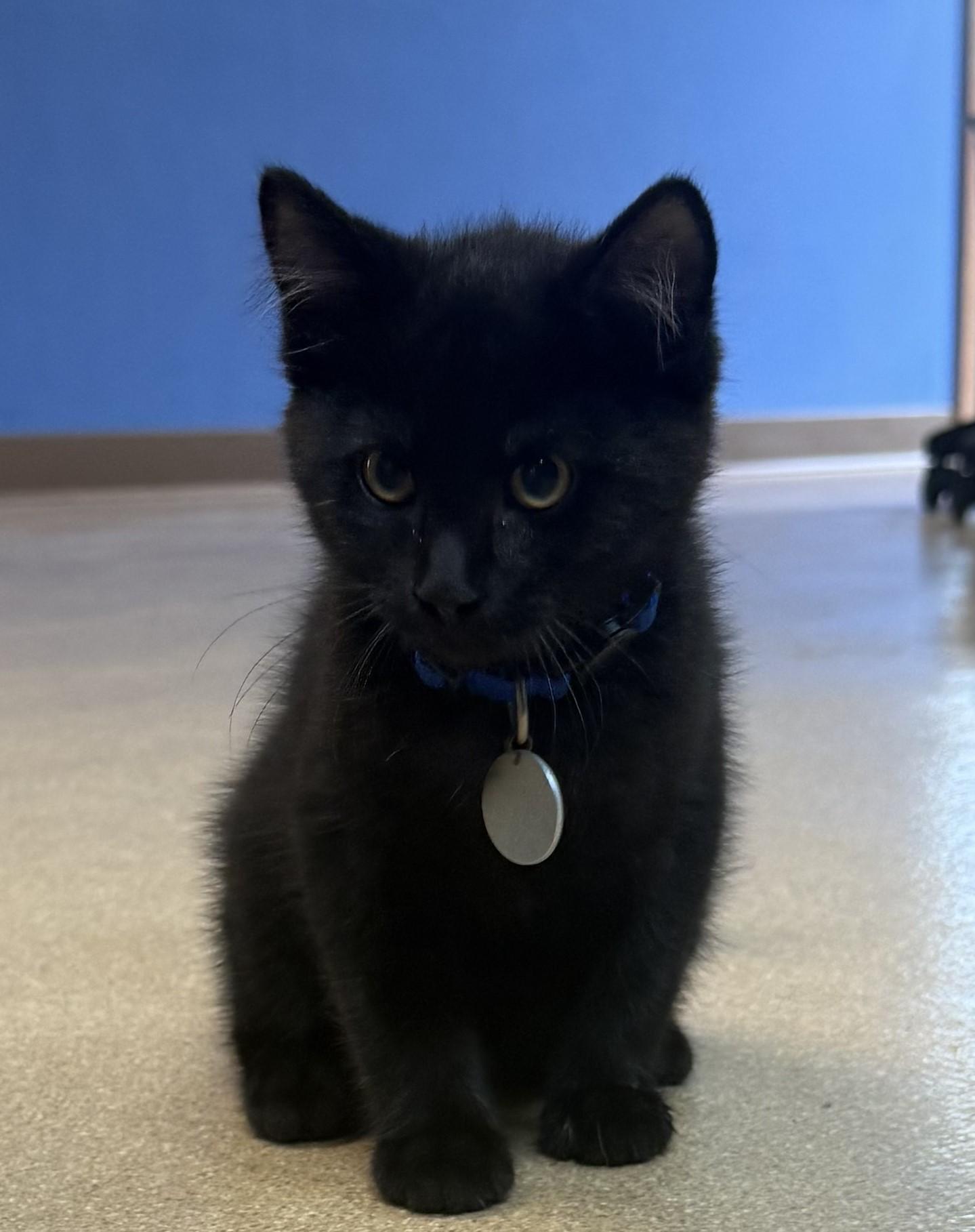 Enlarge Eridanus, an adopted Domestic Short Hair in Brookings, SD image 1/1