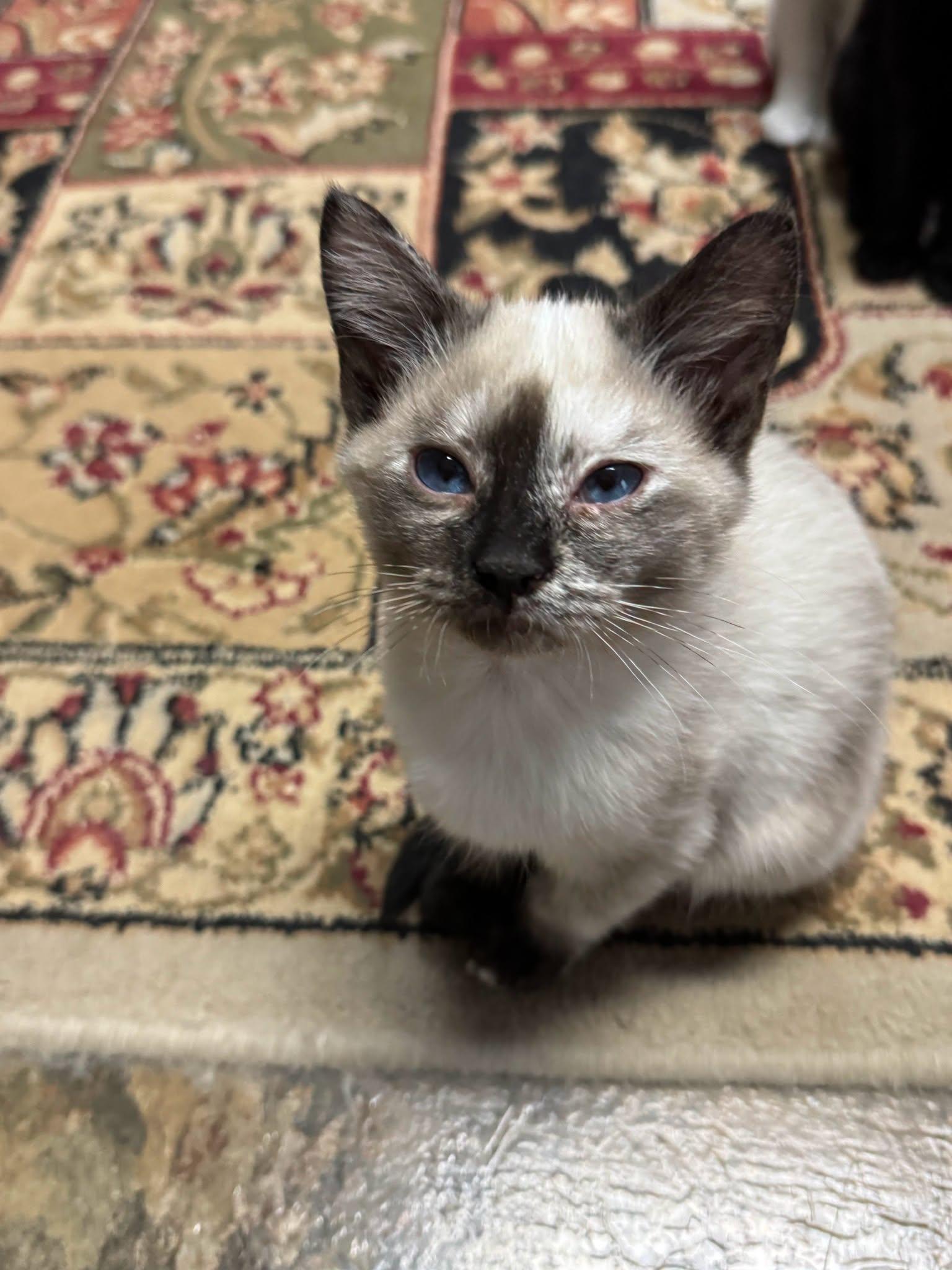KOALA, Adoptable, Kitten Female Siamese.