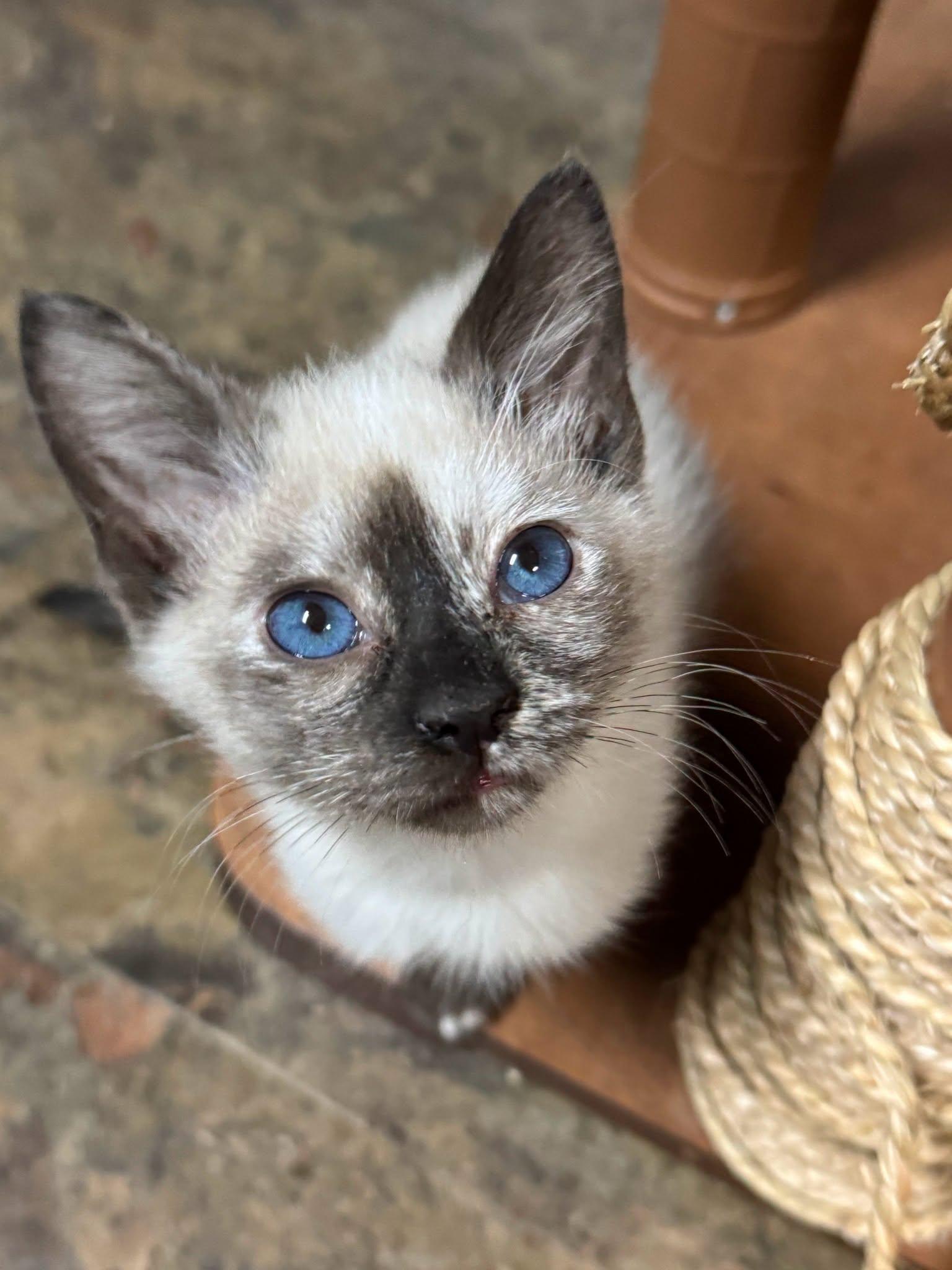 Enlarge KOALA, a Adoptable Siamese in Powder Springs, GA image 2/3
