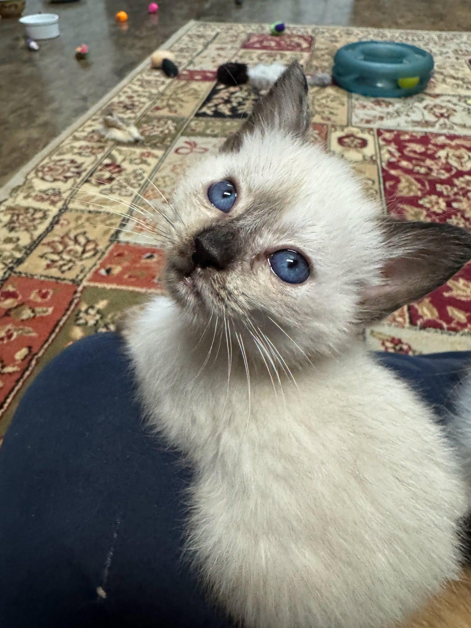 Enlarge KOALA, a Adoptable Siamese in Powder Springs, GA image 3/3
