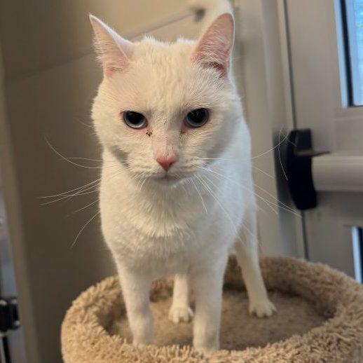 Junie, Adoptable, Kitten Female Domestic Short Hair.