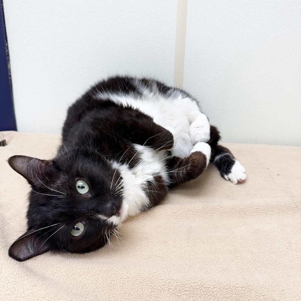 Minnow - Big chill, sweet potato loverboy!, a ADOPTABLE Domestic Short Hair in Oshkosh, WI image 3/4