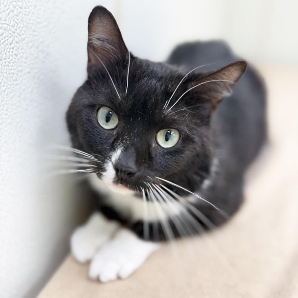 Minnow - Big chill, sweet potato loverboy!, a ADOPTABLE Domestic Short Hair in Oshkosh, WI image 2/4