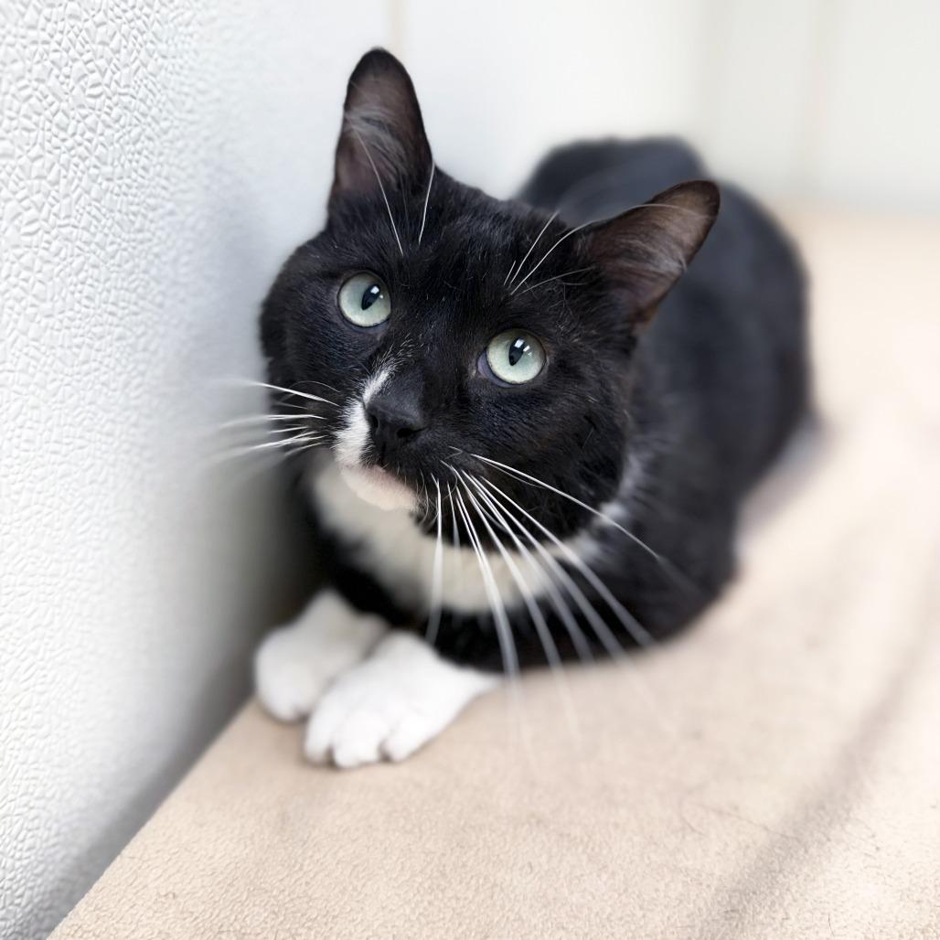 Minnow - Big chill, sweet potato loverboy!, a ADOPTABLE Domestic Short Hair in Oshkosh, WI image 1/4