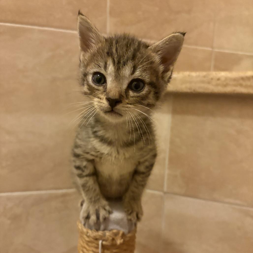 Grub, Adoptable, Kitten Male Domestic Short Hair.