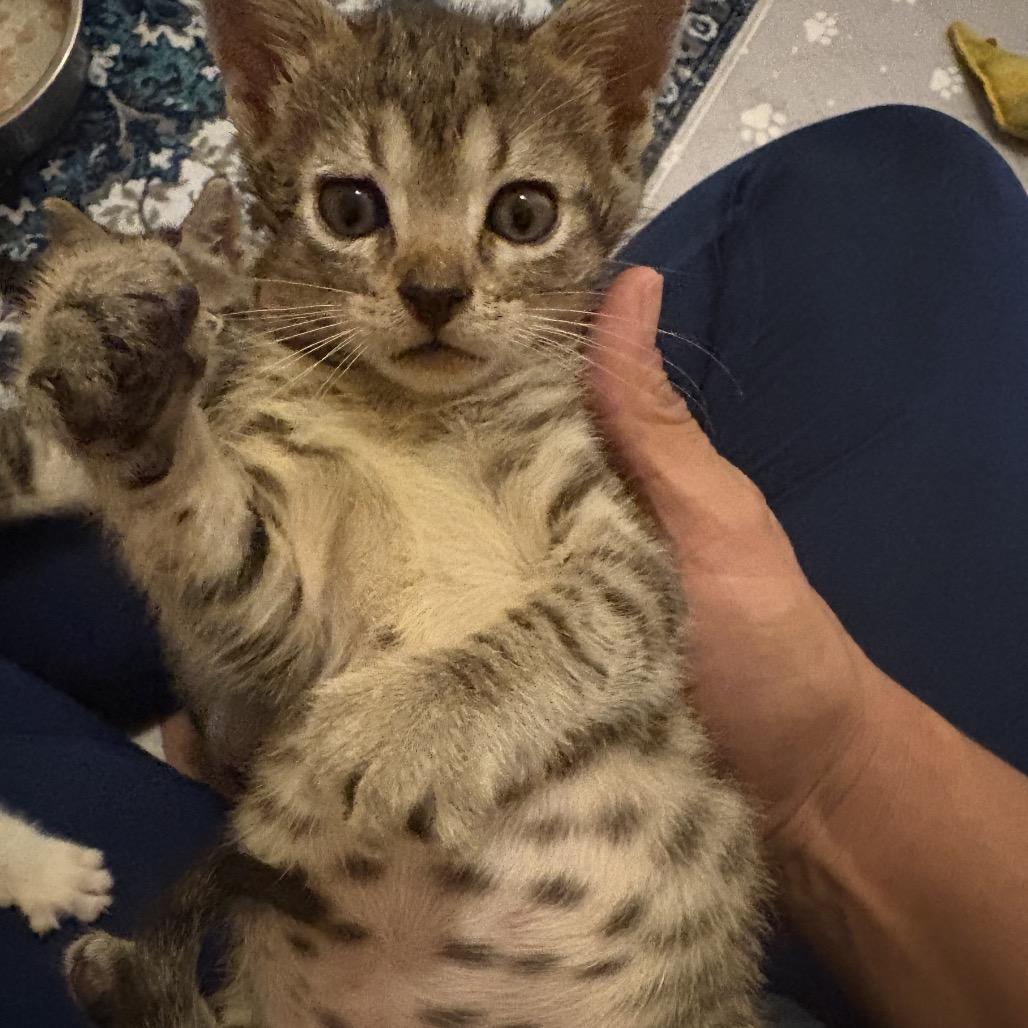 Enlarge Grub, a Adoptable Domestic Short Hair in Lutz, FL image 2/5