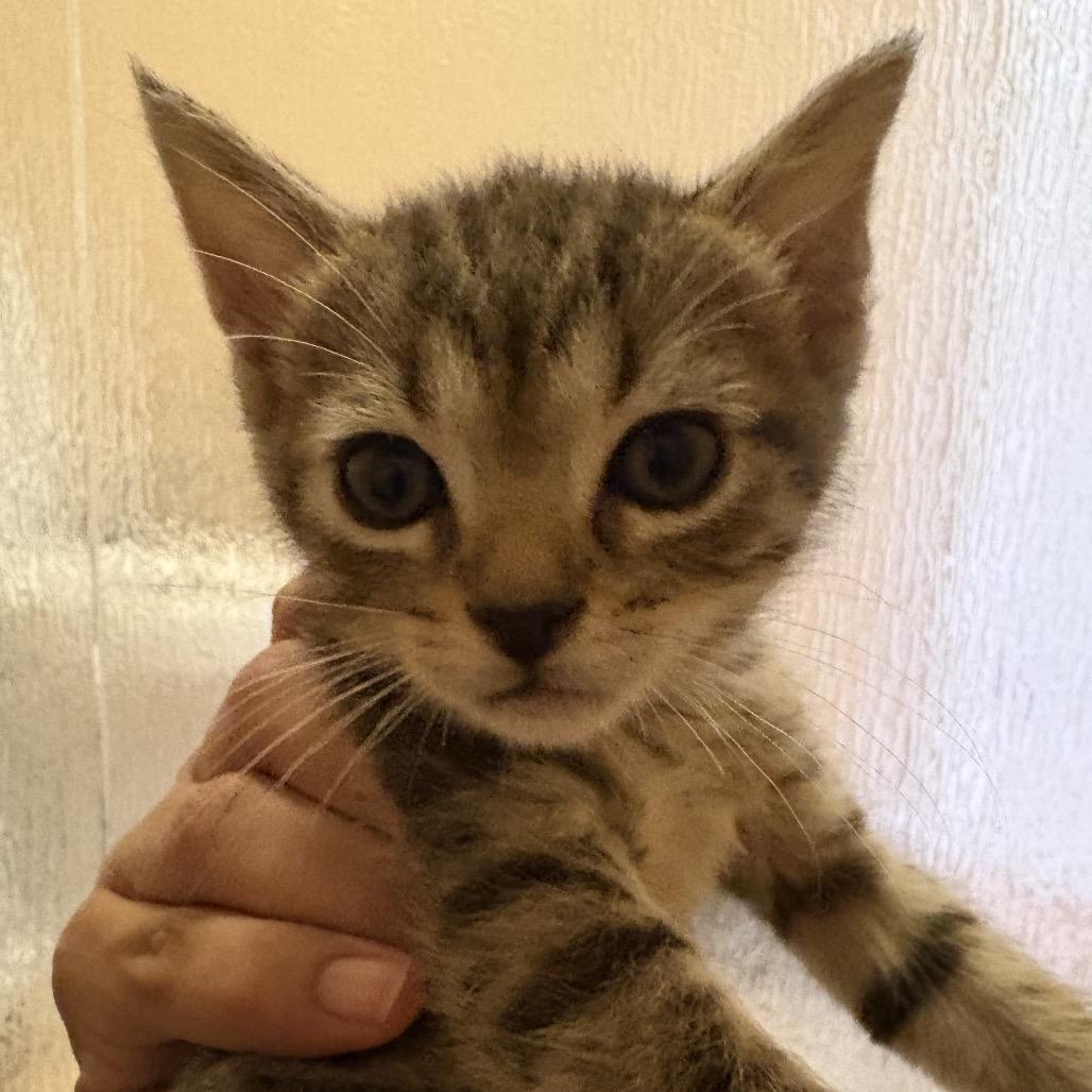 Enlarge Grub, a Adoptable Domestic Short Hair in Lutz, FL image 3/5
