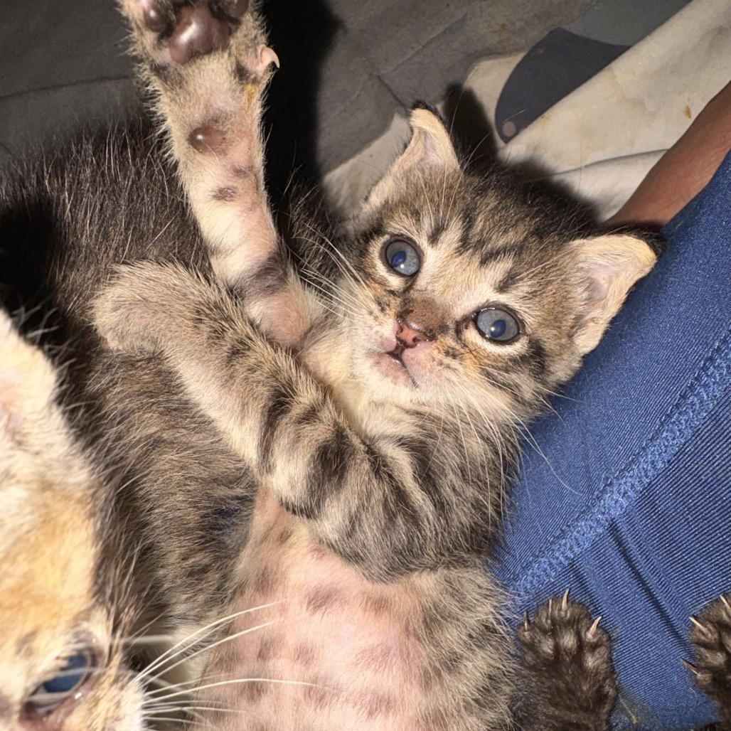 Enlarge Grub, a Adoptable Domestic Short Hair in Lutz, FL image 4/5