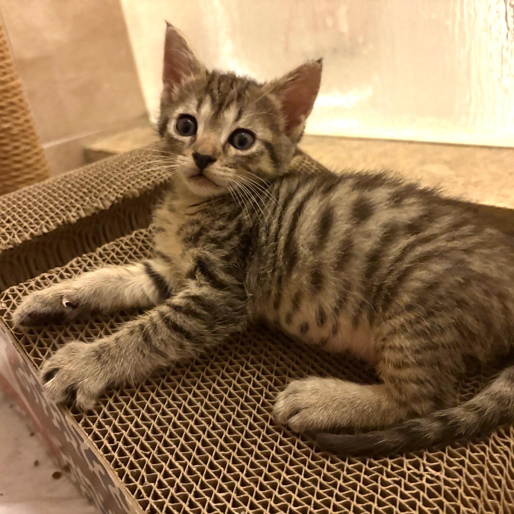 Enlarge Grub, a Adoptable Domestic Short Hair in Lutz, FL image 5/5