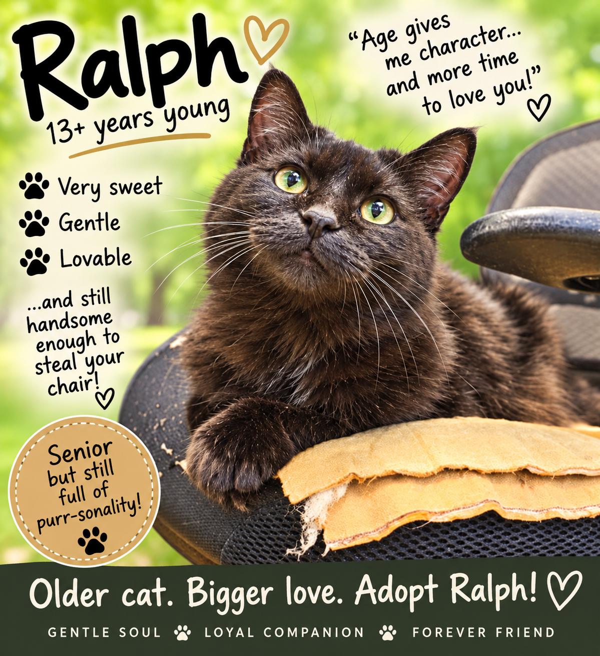 Ralph, Adoptable, Senior Male Domestic Long Hair.