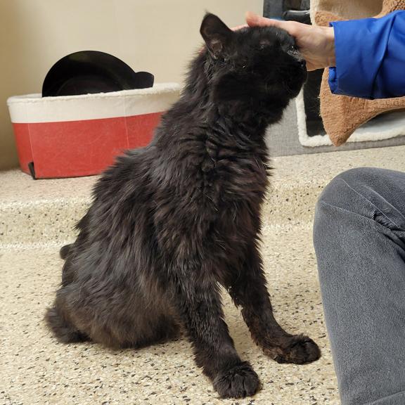 Enlarge Ralph, a ADOPTABLE Domestic Long Hair in Schaumburg, IL image 4/4