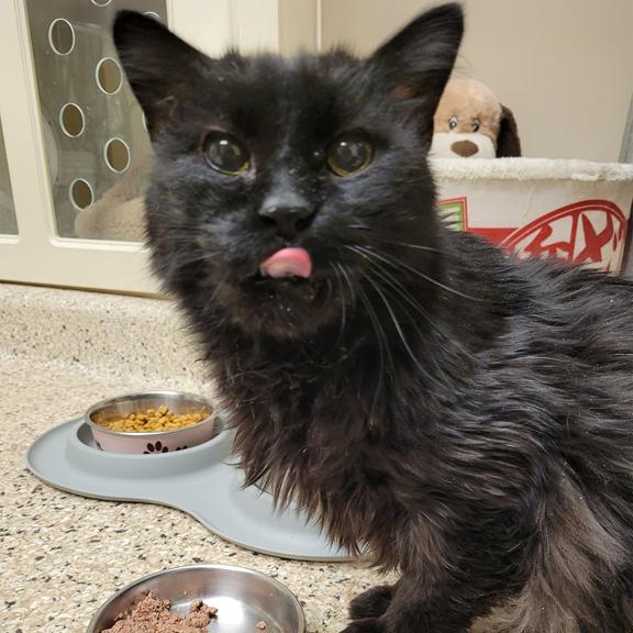 Enlarge Ralph, a ADOPTABLE Domestic Long Hair in Schaumburg, IL image 1/4