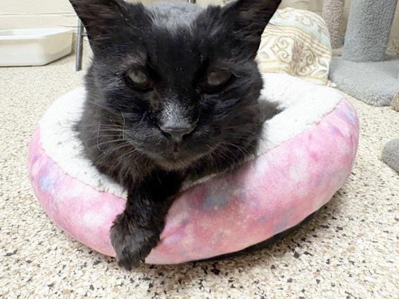 Enlarge Ralph, a ADOPTABLE Domestic Long Hair in Schaumburg, IL image 3/4