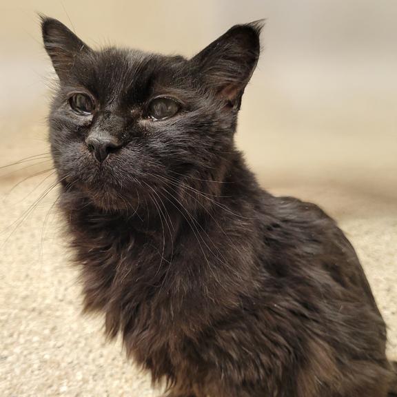 Enlarge Ralph, a ADOPTABLE Domestic Long Hair in Schaumburg, IL image 2/4