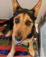 Enlarge Tilly, an adopted mixed breed in Hamilton, MT image 2/2