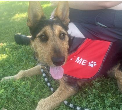 Tilly, adopted, Adult Female Airedale Terrier & German Shepherd Dog.