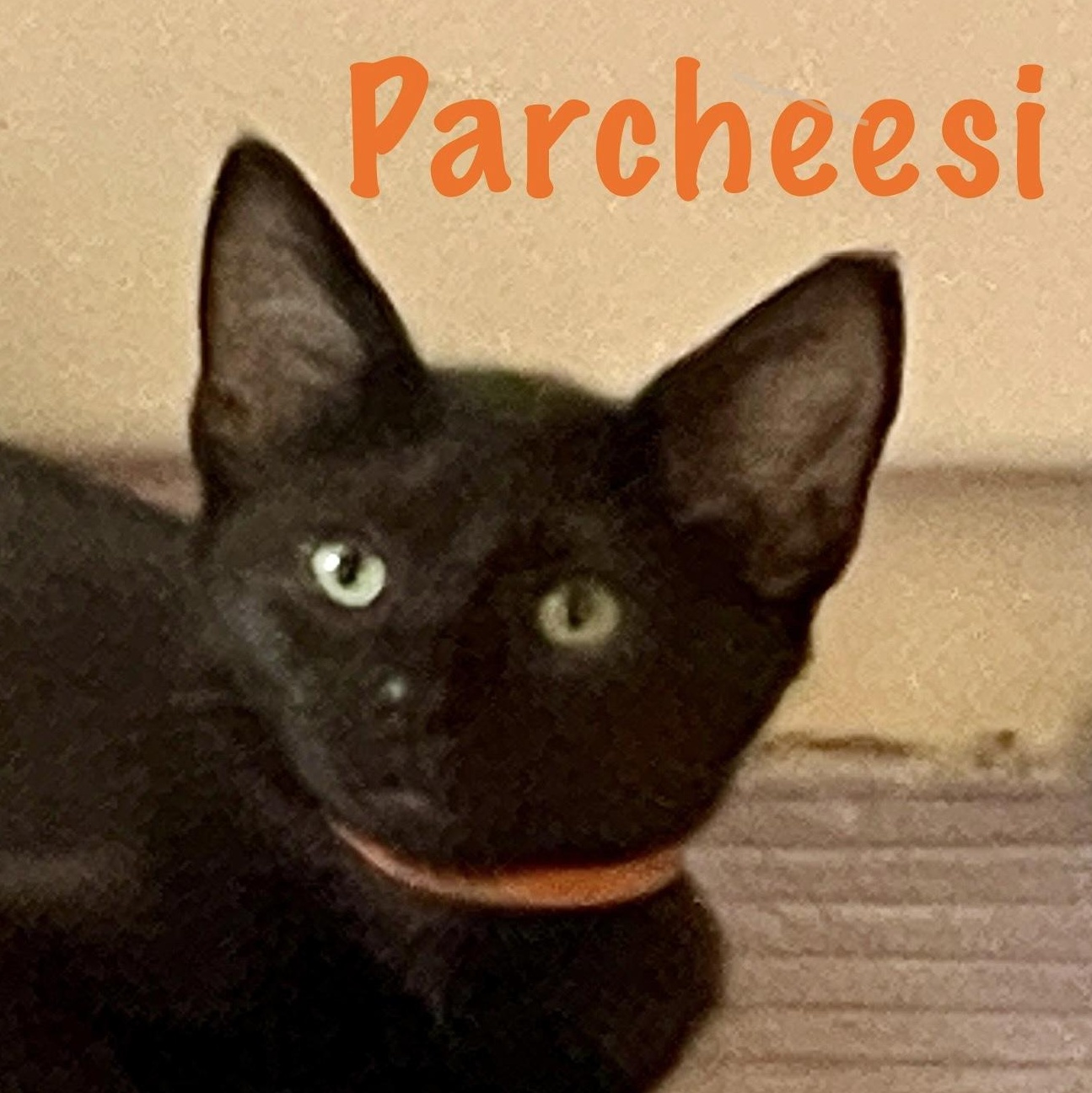 Parcheesi photo 5