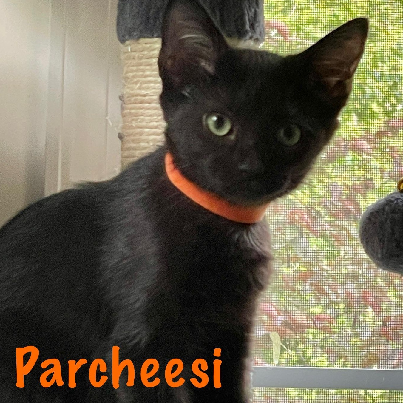 Parcheesi, Baby Female Domestic Short Hair