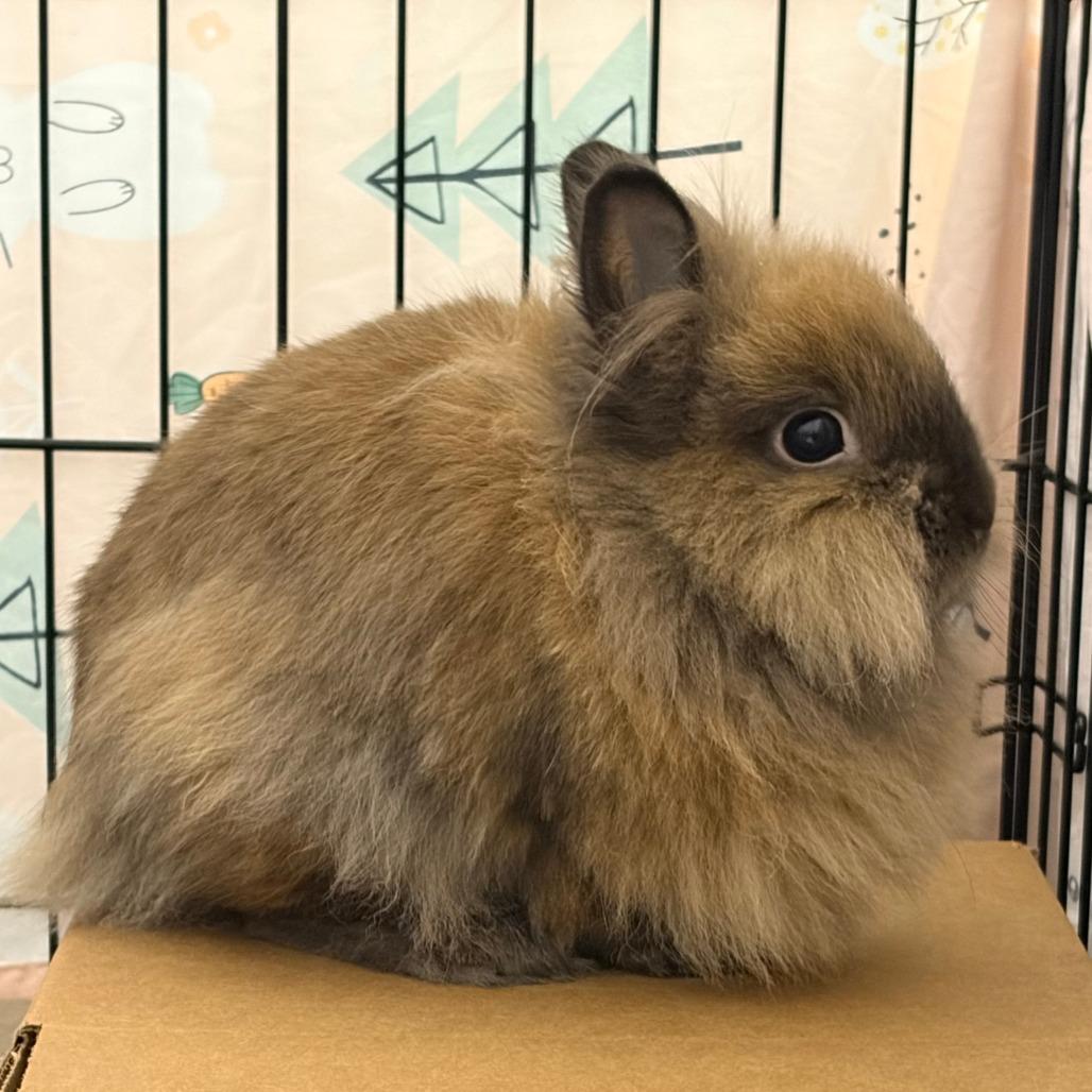 Enlarge Holly, a Adoptable Lionhead in Oshkosh, WI image 1/3