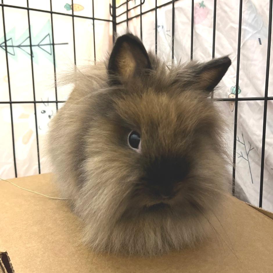 Enlarge Holly, a Adoptable Lionhead in Oshkosh, WI image 2/3