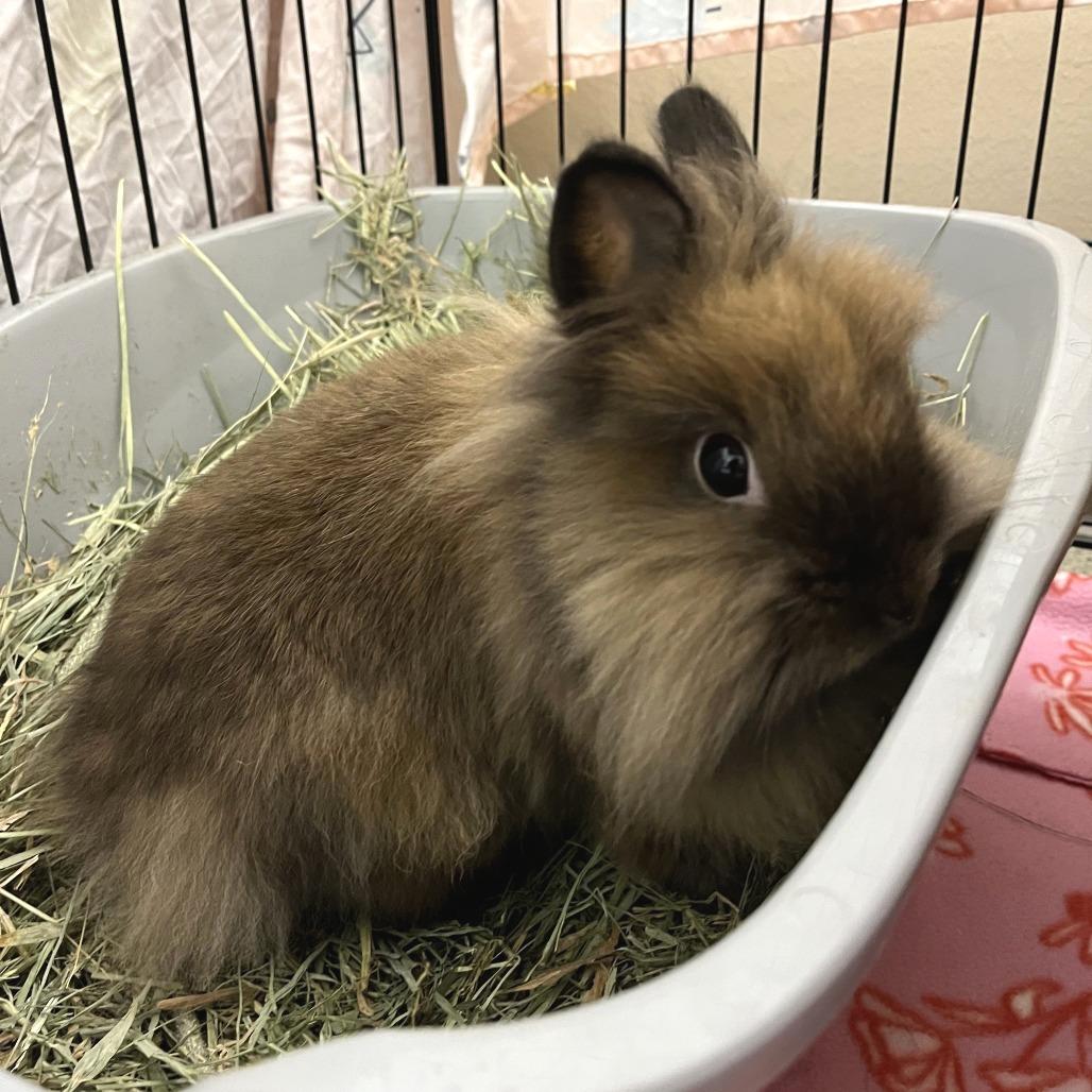 Enlarge Holly, a Adoptable Lionhead in Oshkosh, WI image 3/3