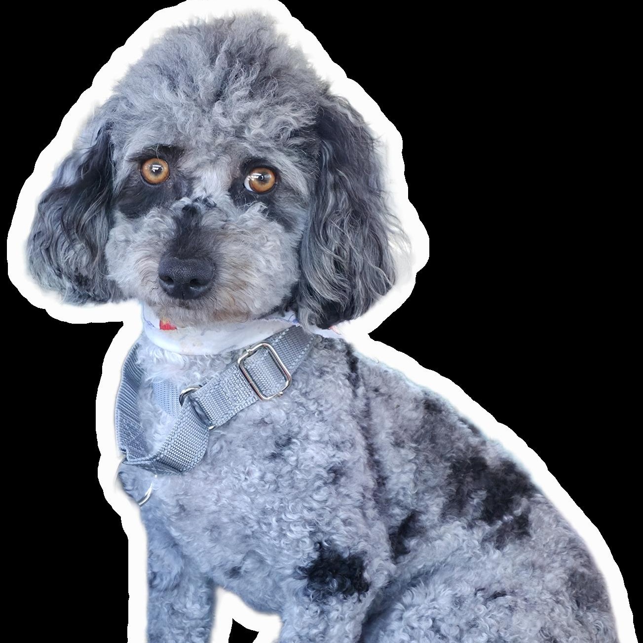 Holly, a Adoptable mixed breed in Oak Bluffs, MA image 1/3