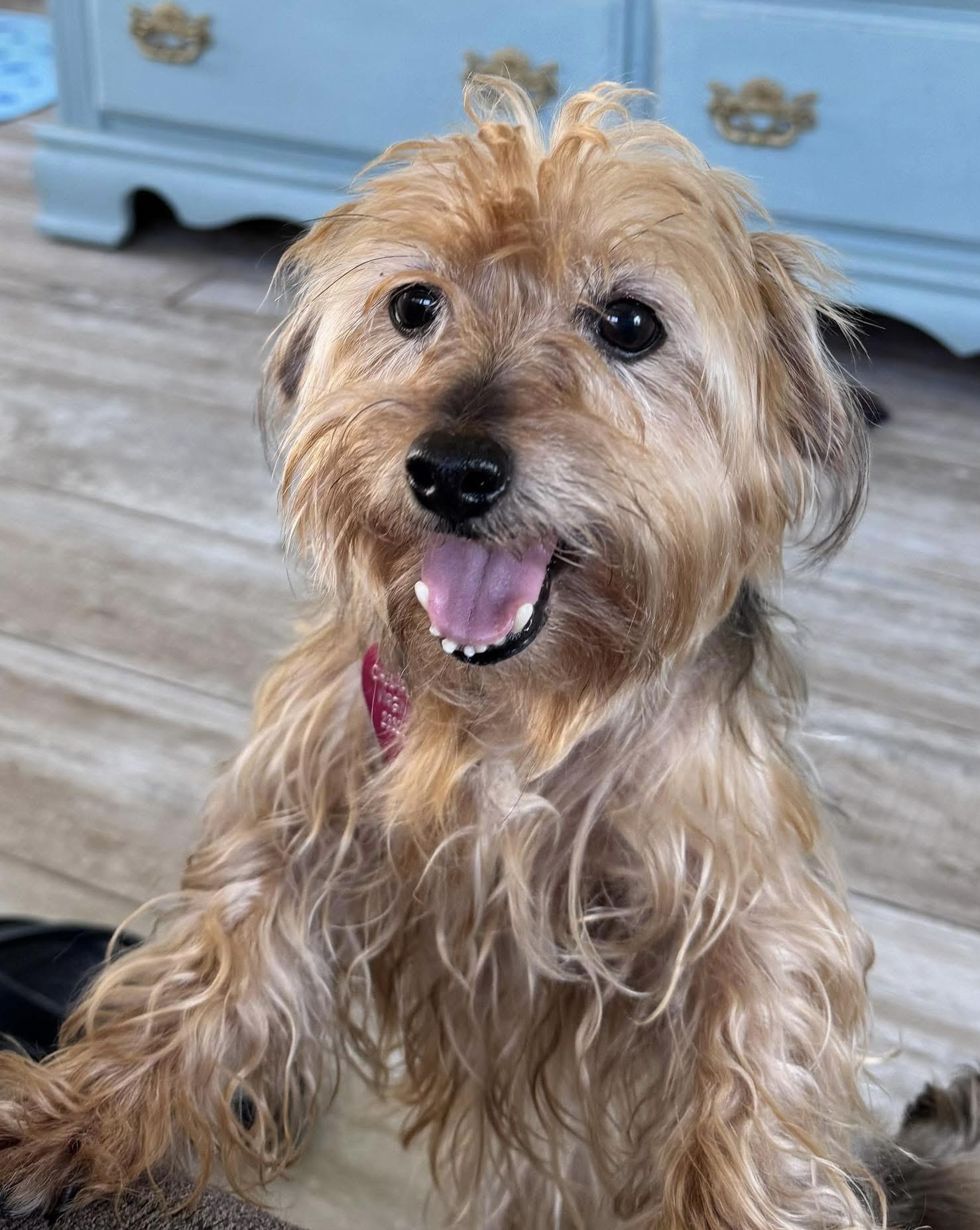 Nala, ADOPTABLE, Senior Female Yorkie Poo.