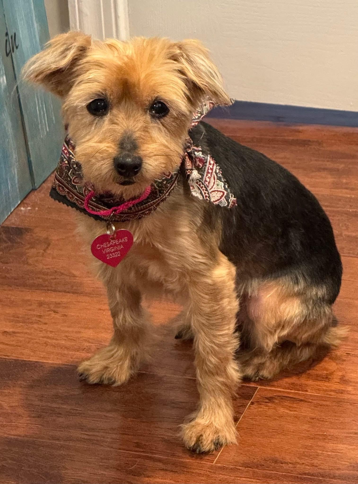 Nala, adoptable, Senior Female Yorkie Poo.