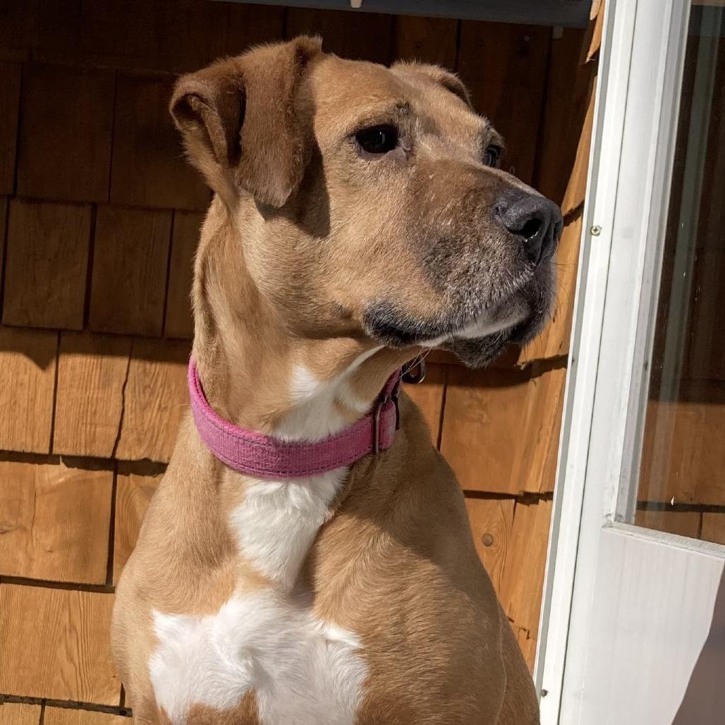 Enlarge Dot, a Adoptable Mixed Breed in Thomaston, ME image 1/1