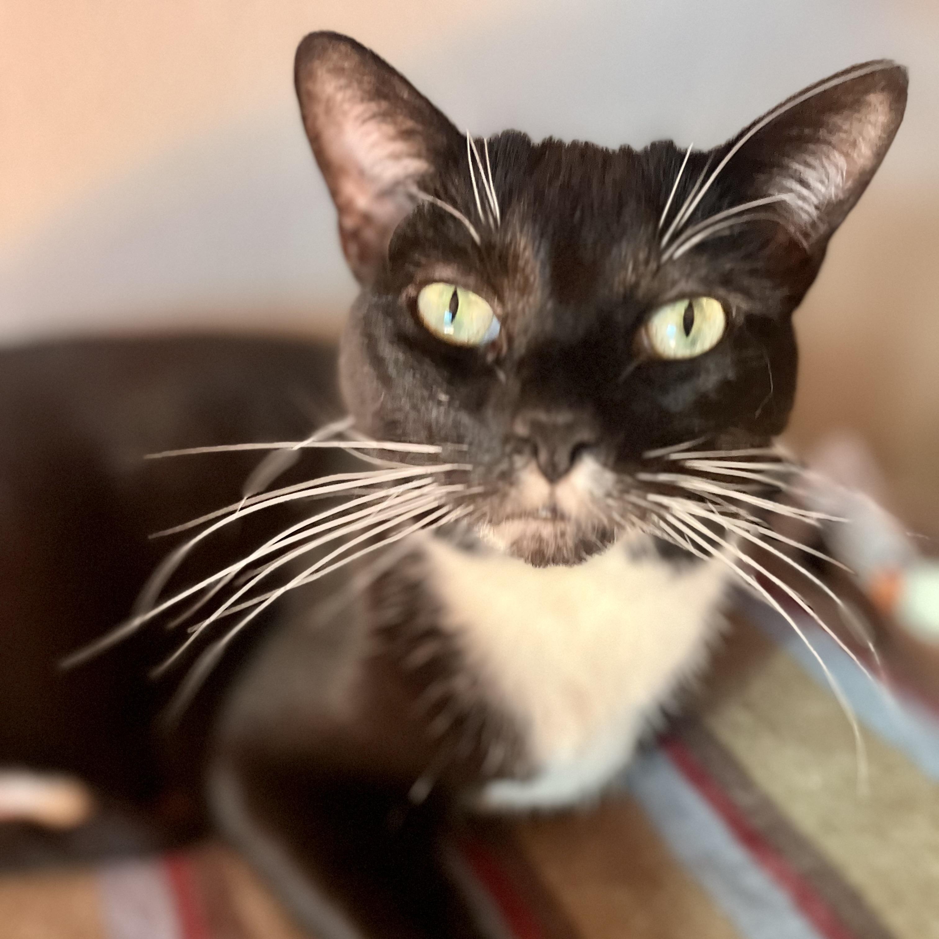 Lola, a Adoptable Tuxedo in Lancaster, CA image 2/5
