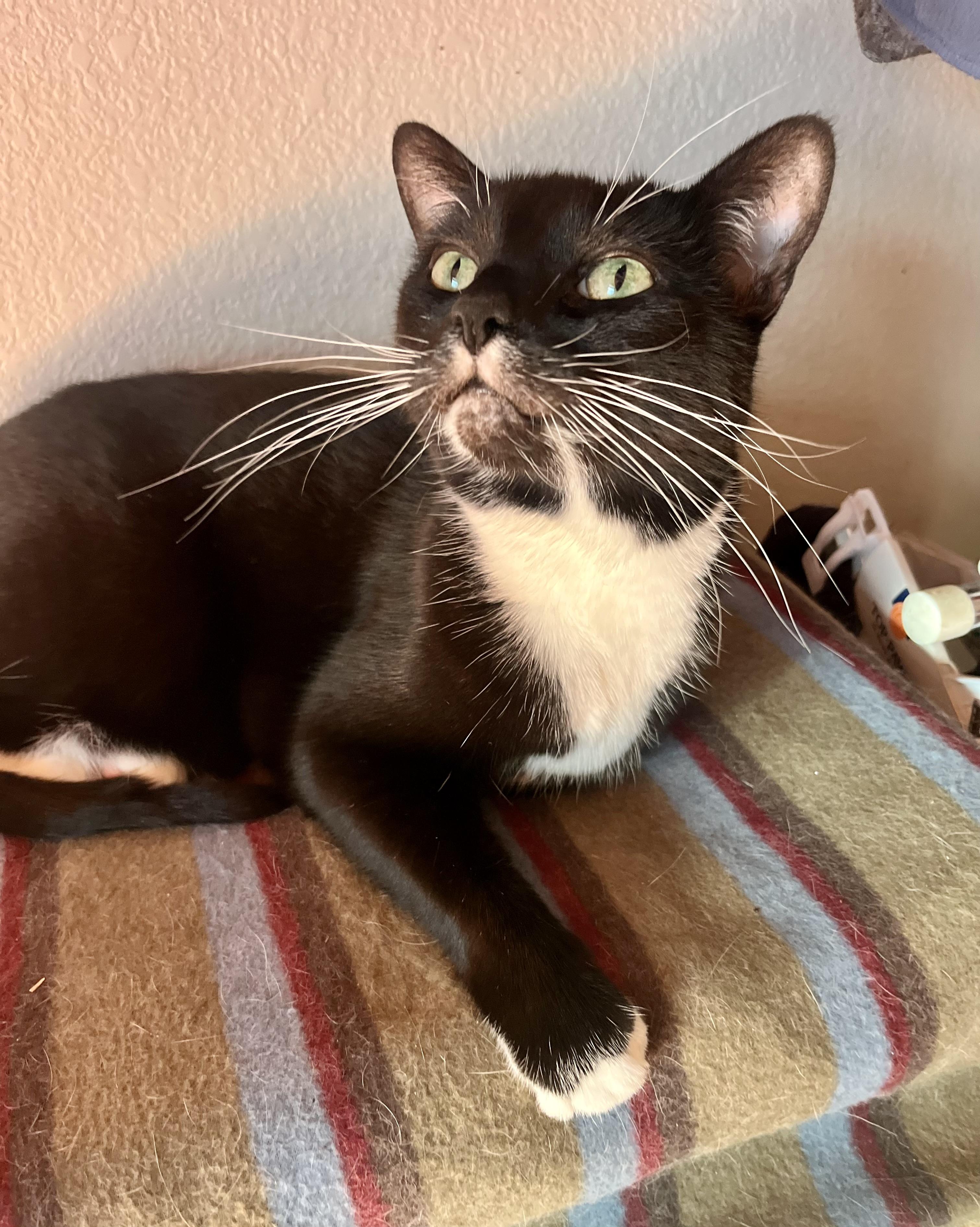 Lola, a Adoptable Tuxedo in Lancaster, CA image 3/5
