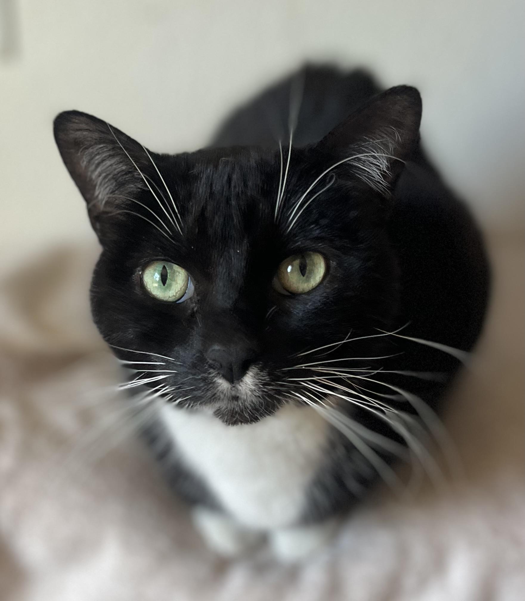 Lola, a Adoptable Tuxedo in Lancaster, CA image 1/5