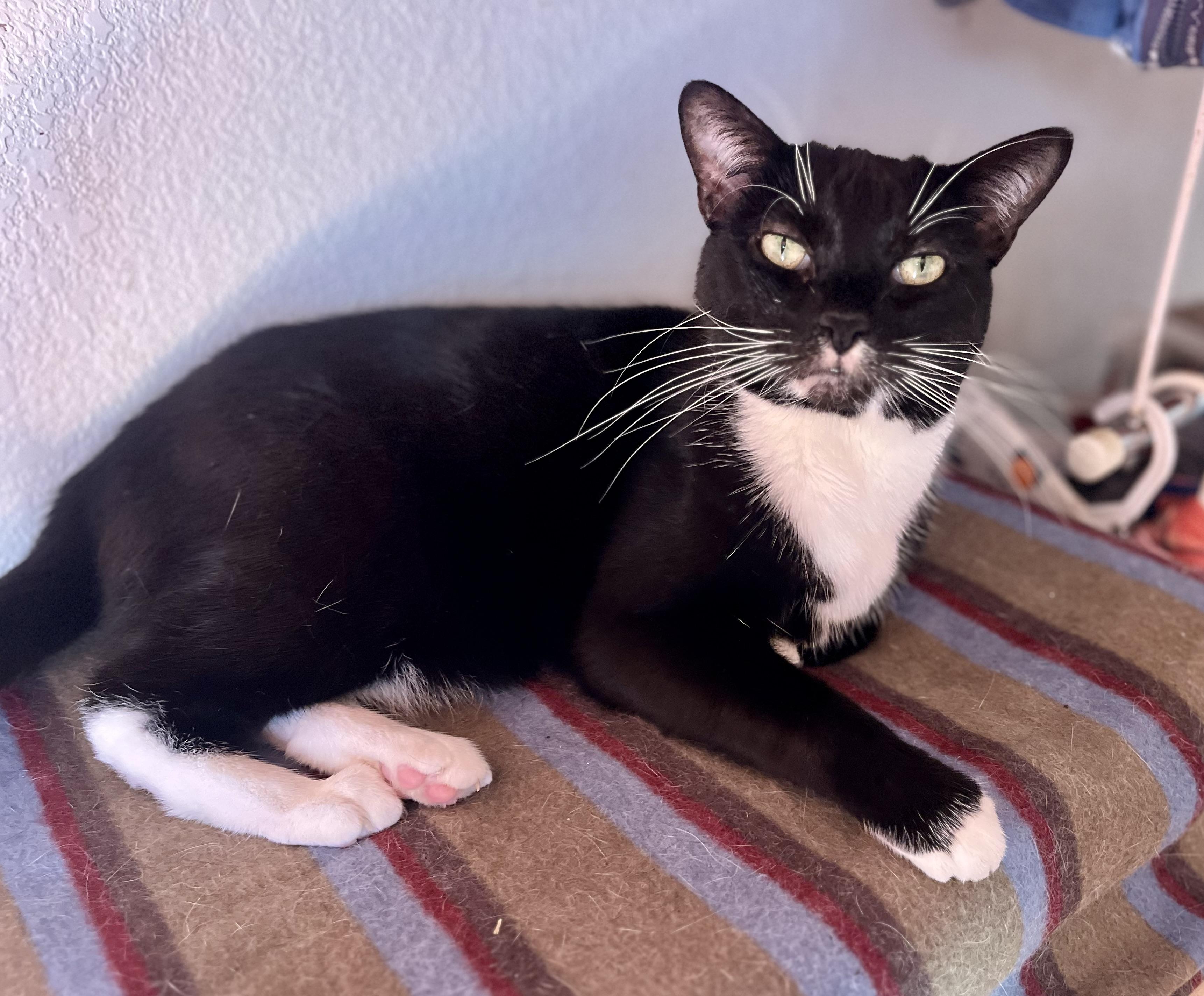 Lola, a Adoptable Tuxedo in Lancaster, CA image 4/5