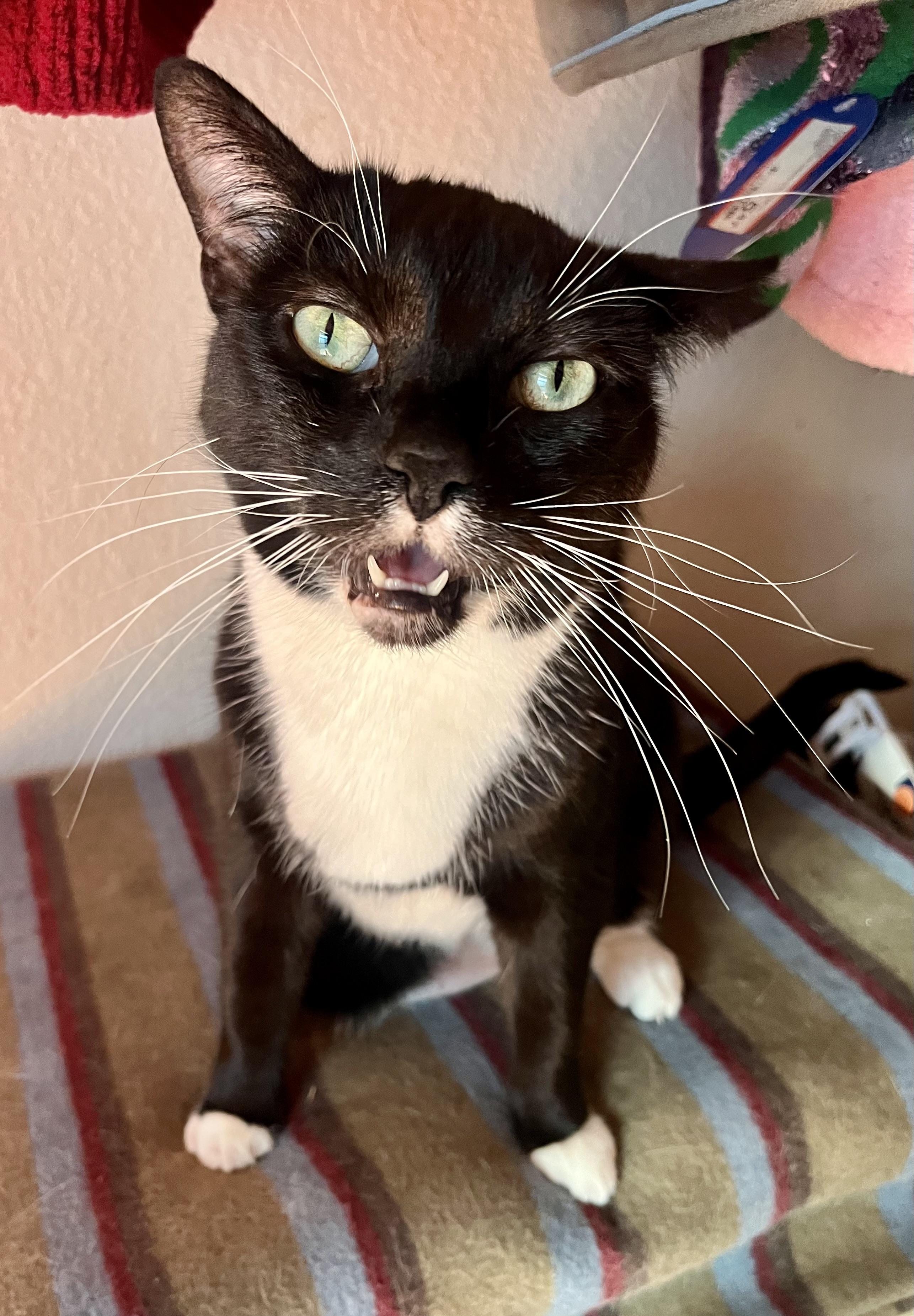 Lola, a Adoptable Tuxedo in Lancaster, CA image 5/5