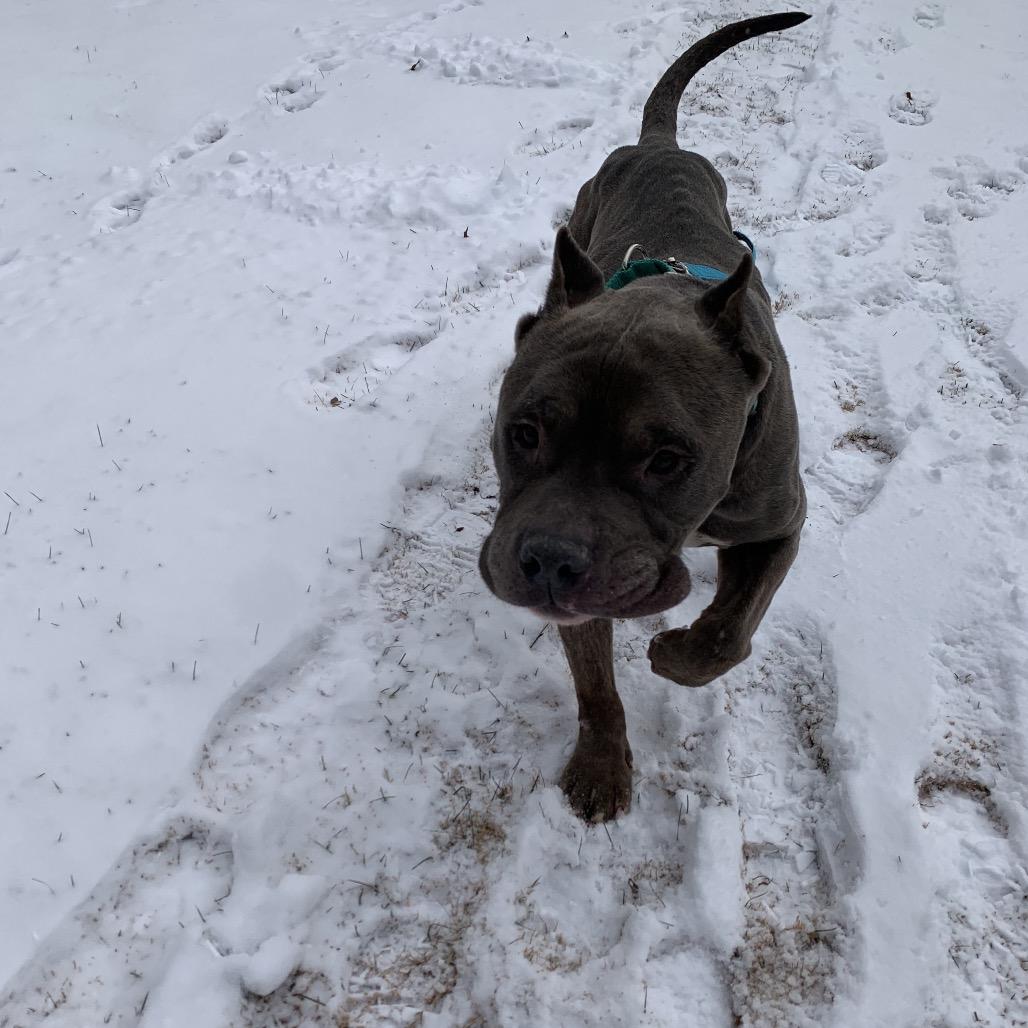 Rocket, Adoptable, Adult Male Pit Bull Terrier.