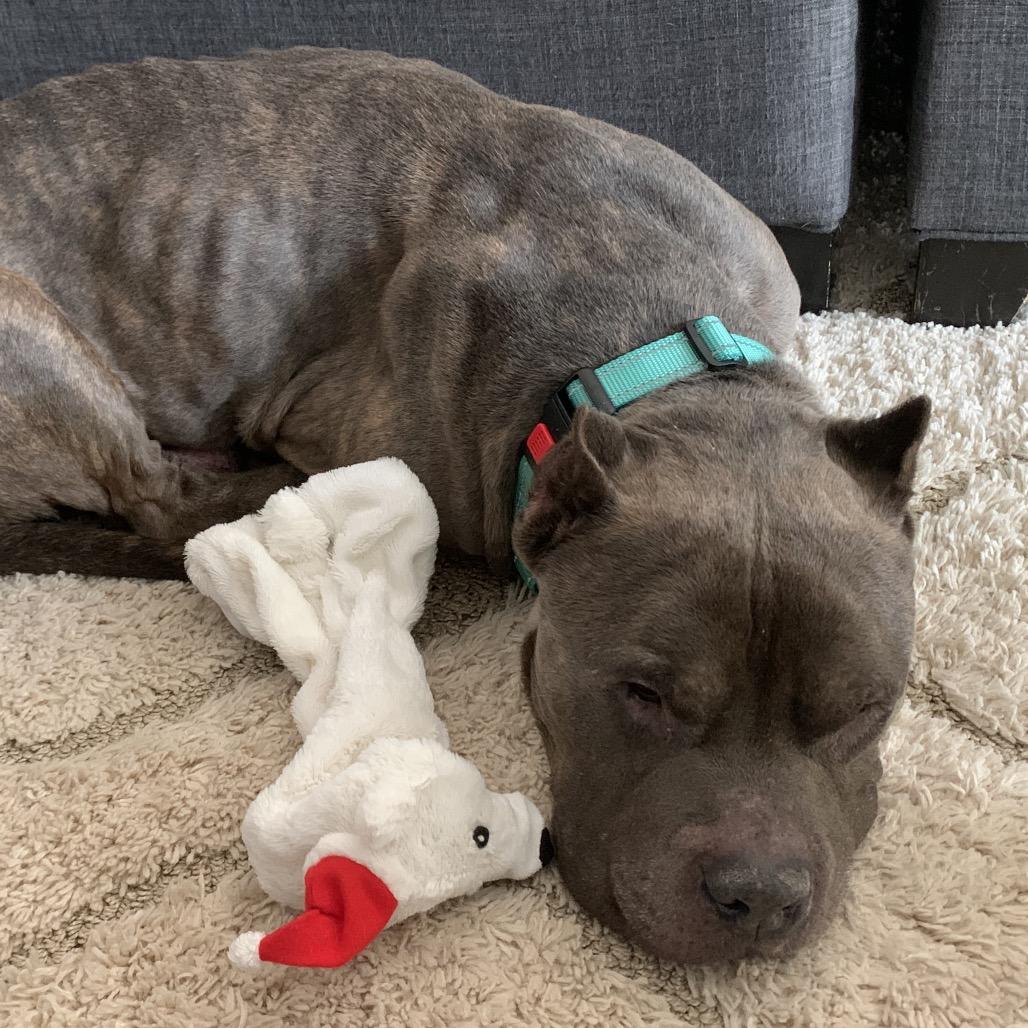 Enlarge Rocket, a Adoptable Pit Bull Terrier in Newark, NJ image 2/6