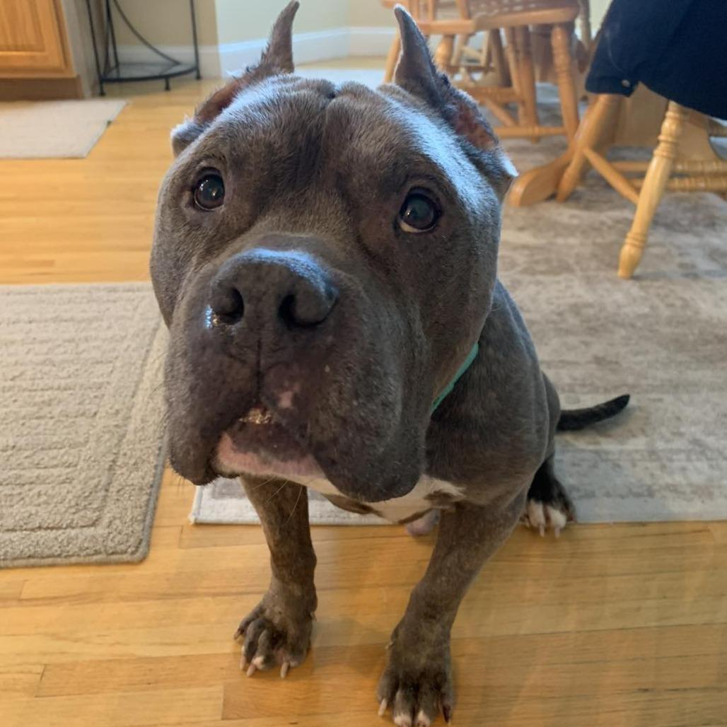 Enlarge Rocket, a Adoptable Pit Bull Terrier in Newark, NJ image 3/6
