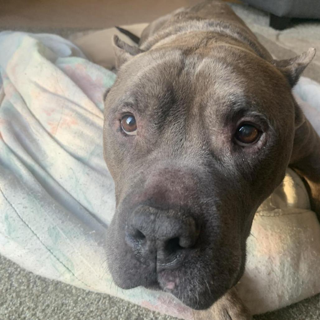 Enlarge Rocket, a Adoptable Pit Bull Terrier in Newark, NJ image 4/6